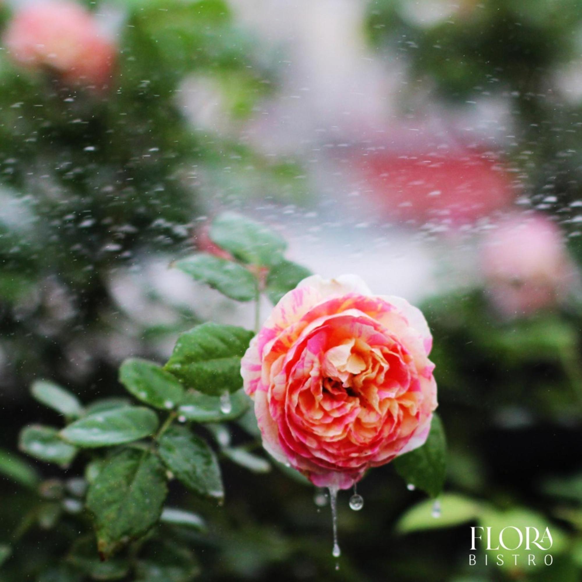 The Bloom Pham Viet Chanh - Modern Living Space In Saigon Ho Chi Minh-byen Eksteriør bilde